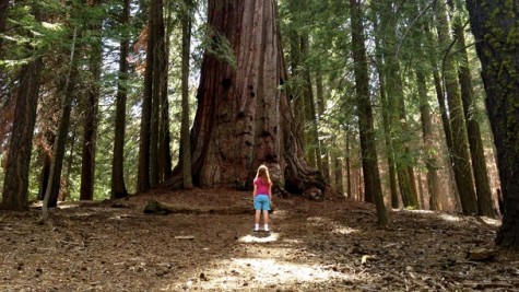 Among the Giants, Sequoia National Forest, CA