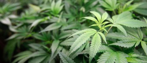Legalization of Cannabis?