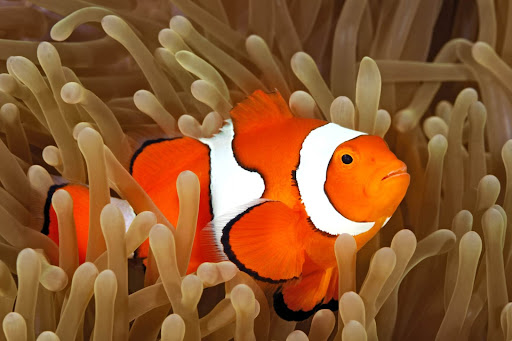 Animal of the Week with Justin C: Clownfish
