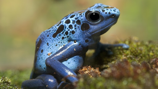 Animal of the Week with Justin C: Poison Dart Frog