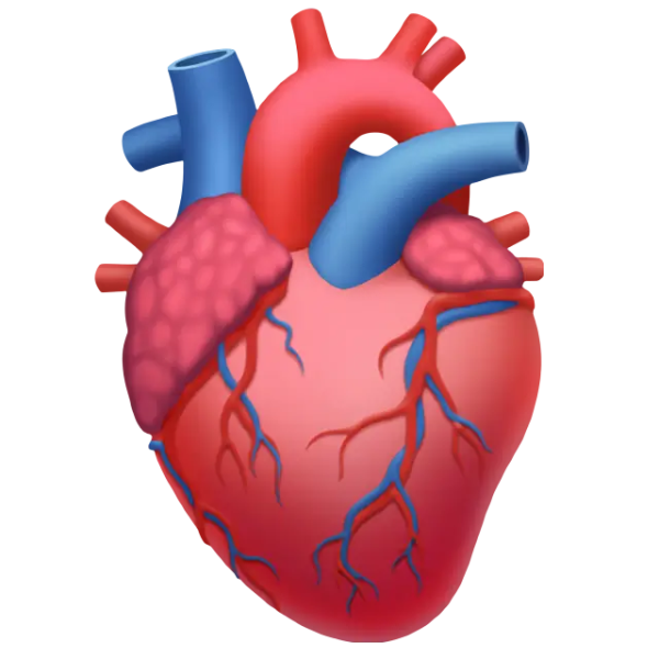 Where Does the Heart Shape Come From?