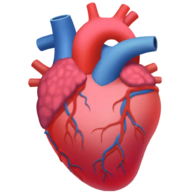 Where Does the Heart Shape Come From?